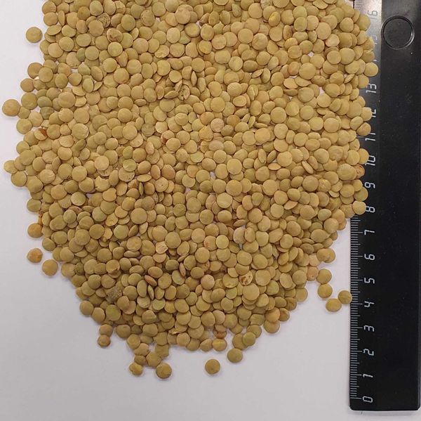 Green lentils from 러시아 supplied by Wisła Trade Service  - 말린 렌틸