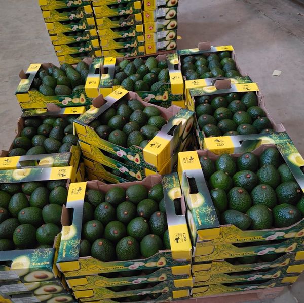 Hass Avocado from 케냐 supplied by Kodra-Export - 크기: 14-16 신선 아보카도