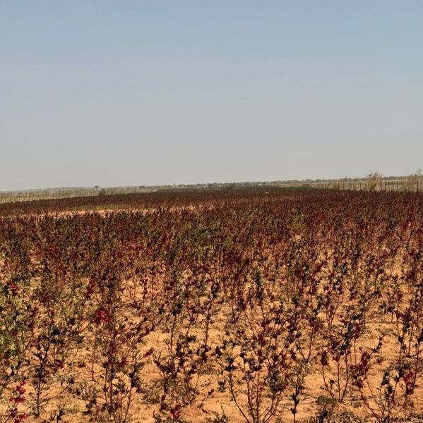 Hibiscus from 나이지리아 supplied by Dar Al Halal Group Limited - No. 1 히비스커스