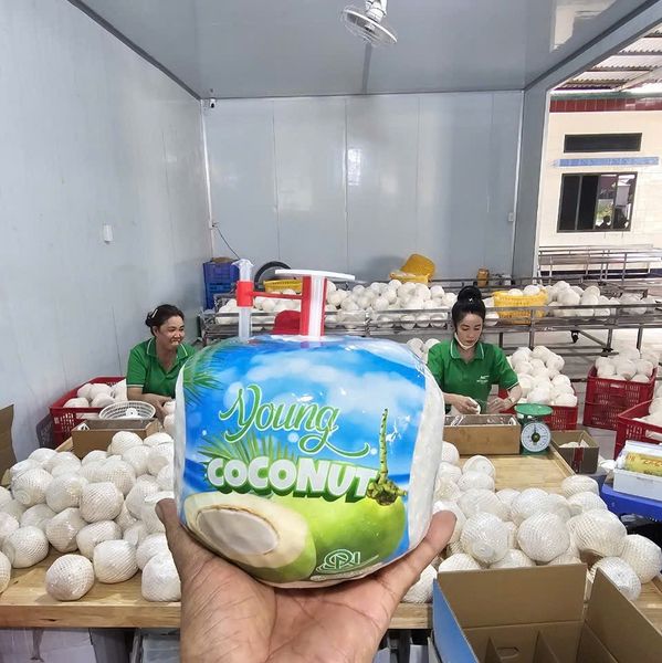 Vietnamese green diamond-cut coconut (750 - 1200g) from 베트남 supplied by vncommex - Sweet Young Coconut 기타 신선 코코넛