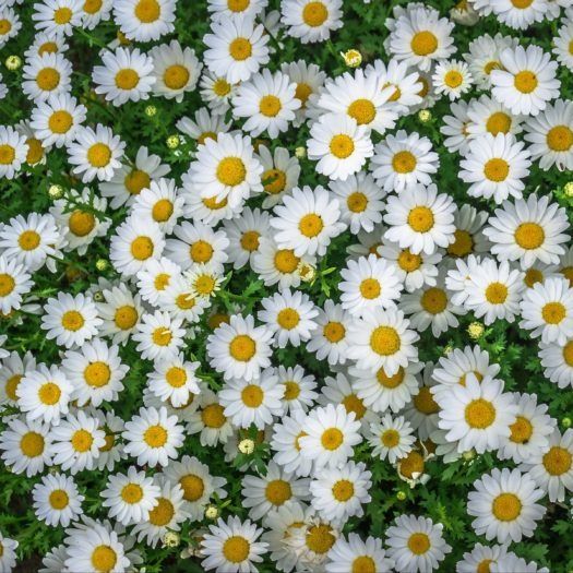 Chamomile from Egypt supplied by Zadi Food - Dried Herbal Tea