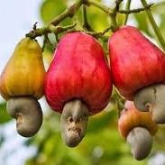 RAW CASHEW NUT from Benin supplied by AGRO BUSINESS TRADE IMPORT EXPORT SARL - Raw Cashew Nut