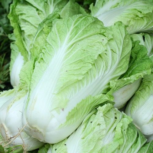 Cabbage from 베트남 supplied by ANGREEN CORPORATION (Angreen Joint Stock Company) - Raw 신선 양배추
