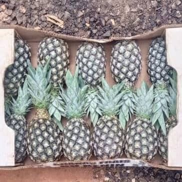 Fresh pineapples - Benin Sugarloaf from 베냉 supplied by AST TRADE INTERNATIONAL - 크기: 과일 12개 신선 파인애플