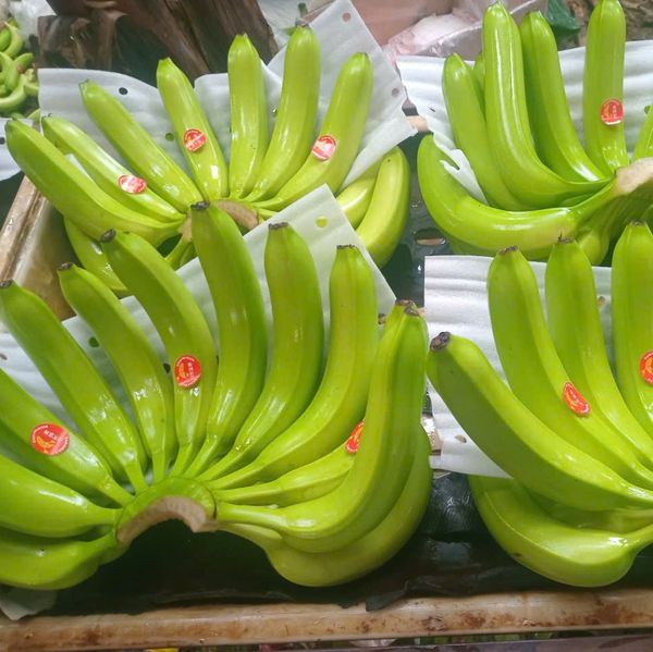 Cavendish banana from Vietnam supplied by vin-farm co.,ltd - 18 - 25 cm Fresh Banana