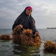 Seaweed from 탄자니아 supplied by Phema Agri - 신선 해초