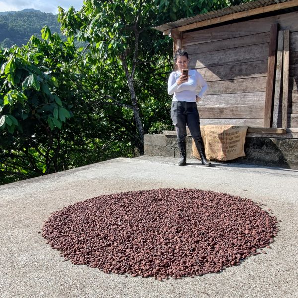 Cacao Criollo F1 from Venezuela supplied by Rakupie GK Japan - Creole (native) Cocoa Bean