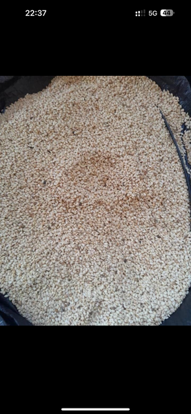 Sesame from Nigeria supplied by Albiture Logistics Limited - Raw Sesame Seed