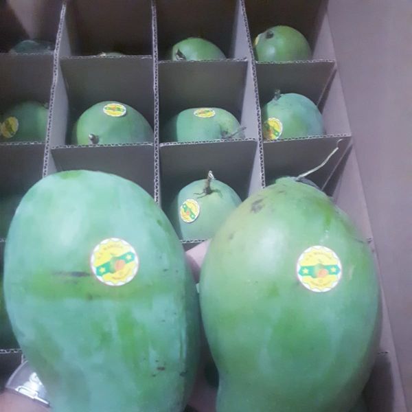 Harum Manis Mango from 인도네시아 supplied by PT Sinar Berlian Timur - Arumanis (=Harumanis=Harum Manis) 신선 망고