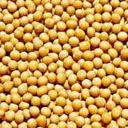 Soy Bean from 브라질 supplied by Future Grains - Cleaned 대두