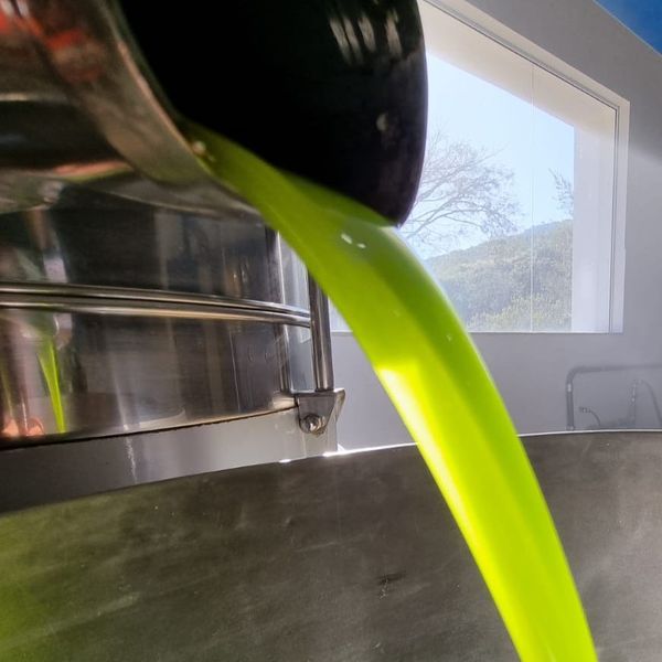 Brazil Avocado Oil from Brazil supplied by Avo Avocados - Hass Avocado Avocado Oil