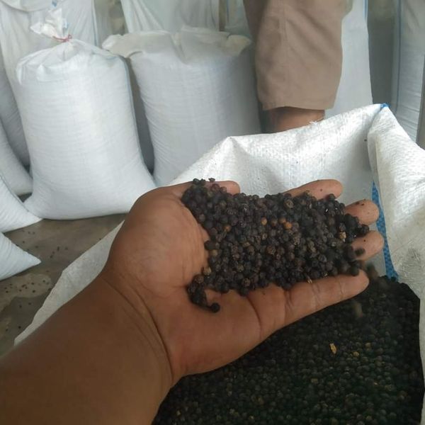Black pepper from 인도네시아 supplied by Hani jaya makmur  - 500g/l 흑후추 열매