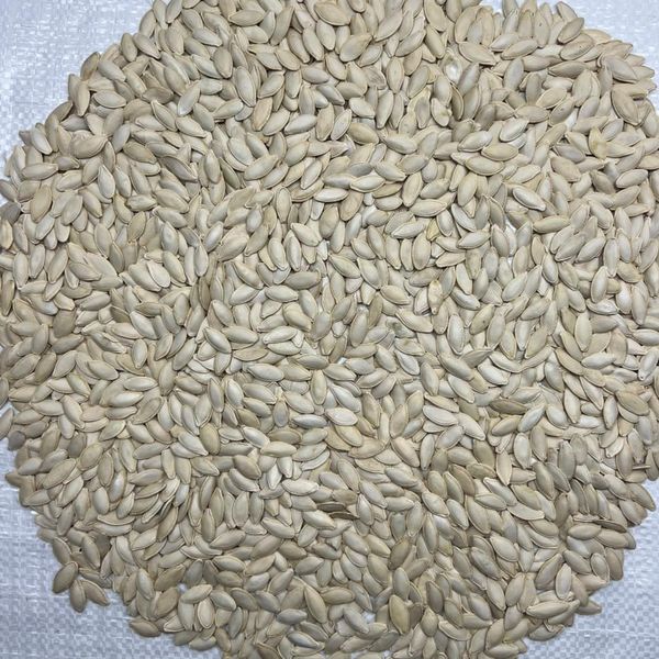 Pumpkin seeds (lady nail) from 우크라이나 supplied by Ost agro trading F.Z.C. - PP Bags (25kg) 호박 씨