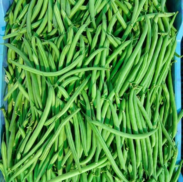 French Bean from 과테말라 supplied by Valsugana - Excellent Quality Other Fresh Vegetables