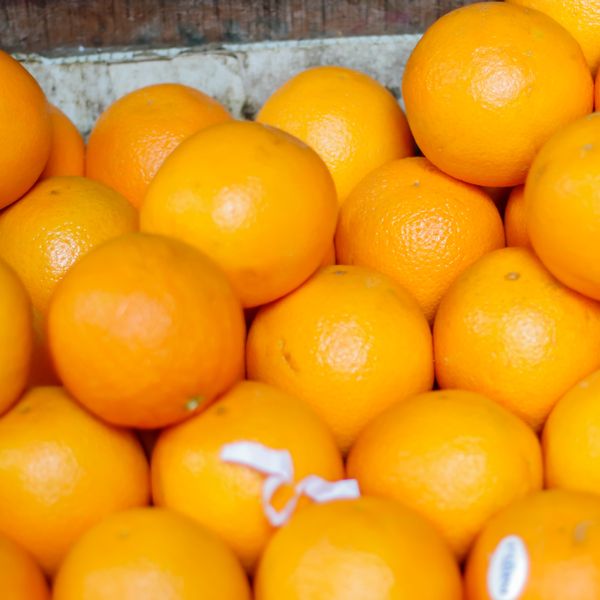 Fresh Orange from 이집트 supplied by AMG FUTURE - 크기: 98 신선 오렌지