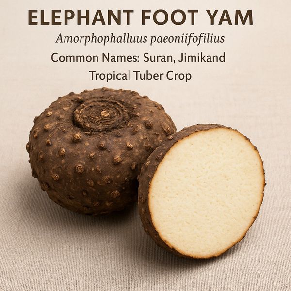 Elephant Foot Yam (Suran / Jimikand) from 인도 supplied by sri vinayaka enterprises - Excellent Quality Other Fresh Vegetables