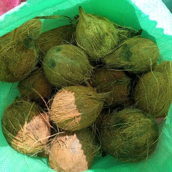 Goa Coconuts from 코트디부아르 supplied by Kodra-Export - Size: 40 기타 신선 코코넛