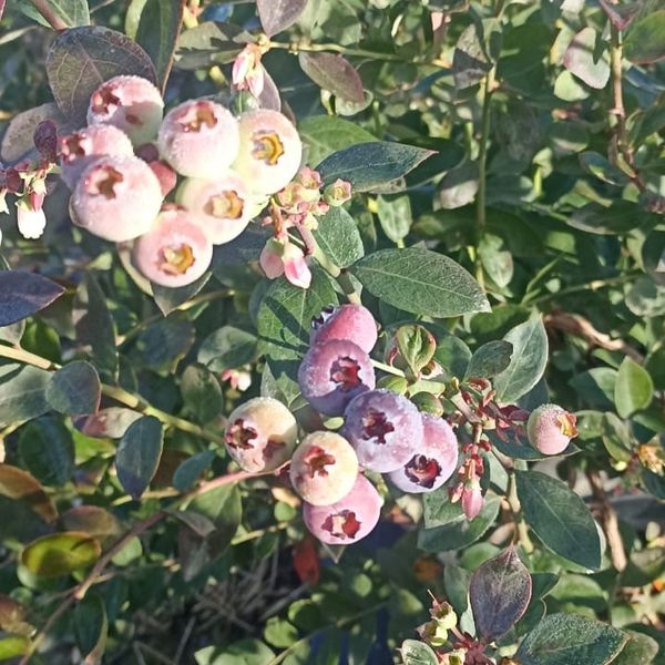 BLUEBERRY from 튀르키예 supplied by Süleyman Demirci - 진한 파란색 신선 블루베리