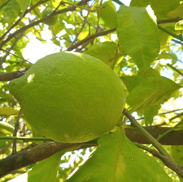 lemon from 레바논 supplied by YY ReGen - 신선 레몬