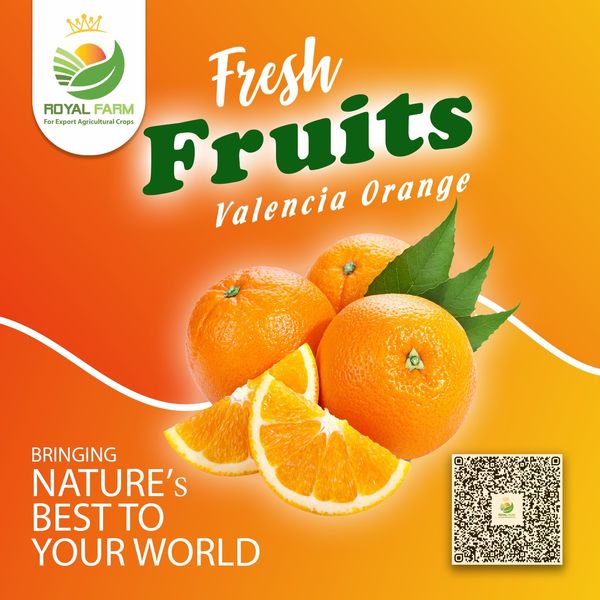 Valencia Orange from Egypt supplied by Royal Farm For Export Agricultural Crops - Size: 55-70 Fresh Orange