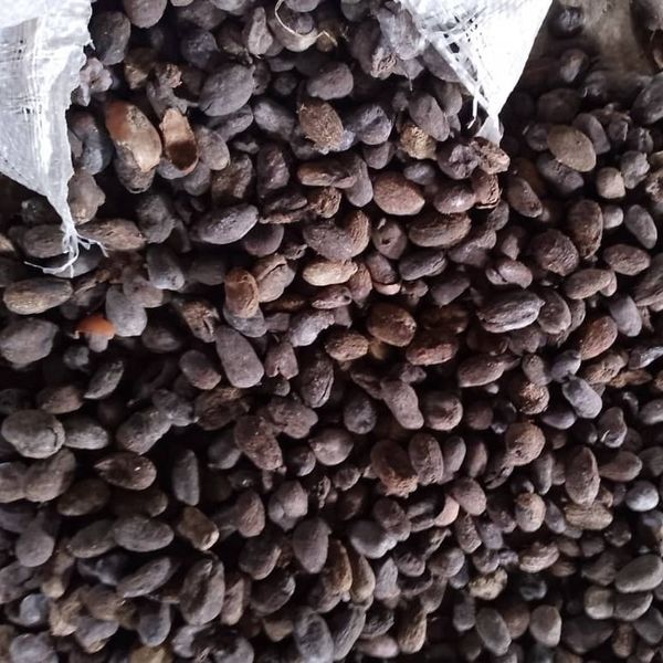 Nigeria cocoa and Nigeria fresh Ginger from Nigeria supplied by DC Atlantic Limited - Size: 200 Whole Ginger