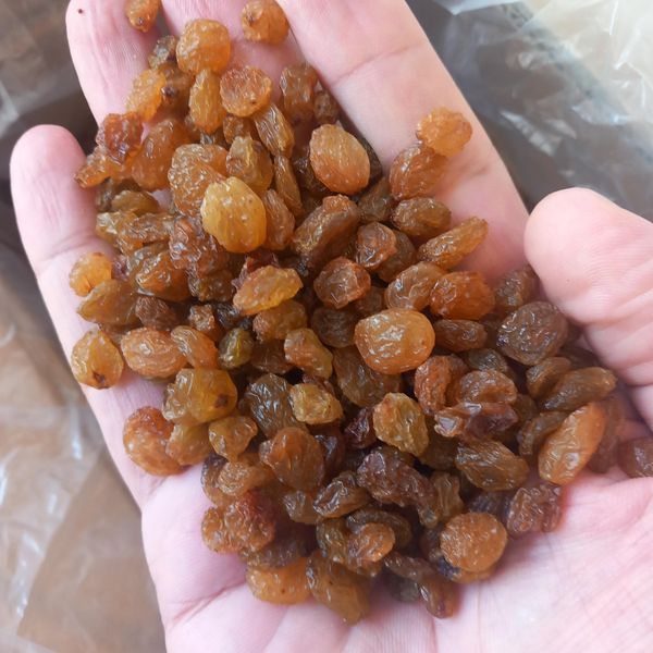 Soltana Raisin from 이란 supplied by Kourosh Foods - 골든 건포도(=Sultanas) 건포도