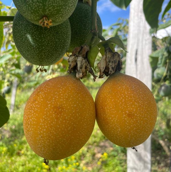 Passion Fruit (Granadilla) Ecuador from Ecuador supplied by Pandora Farm - Ecuador - Local Variety Sweet Granadilla