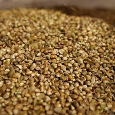 Whole hemp seeds from 리투아니아 supplied by UAB NATURUS - 대마 씨