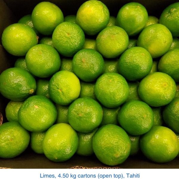 LIME TAHITI 4,5kg net 42/48/54/60 from Brazil supplied by Tropical Direction - Tahiti Lime (=Persian Lime=Bearss Lime) Fresh Lime
