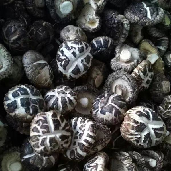 shiitake mushroom from 중국 supplied by Hubei jinyida trading co.,ltd - Grade AB 표고버섯