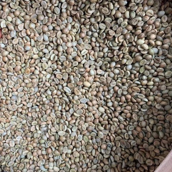 ROBUSTA COFFEE BEANS from 탄자니아 supplied by Glacier Group Company Limited - 신선 생원두