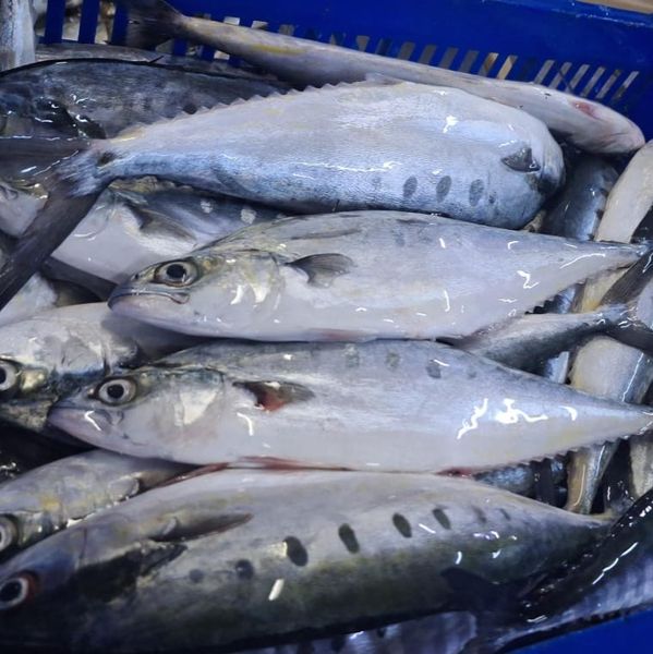 Frozen Queenfish from 오만 supplied by THE SOURCE INTERNATIONAL QUALITY - 냉동 퀸피쉬
