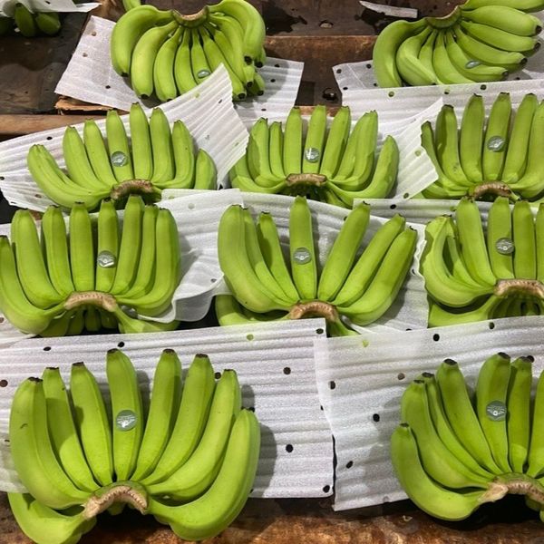 Cavendish Banana, Vietnam from 베트남 supplied by TLF Export Import Company Limited - No. 1 신선 바나나