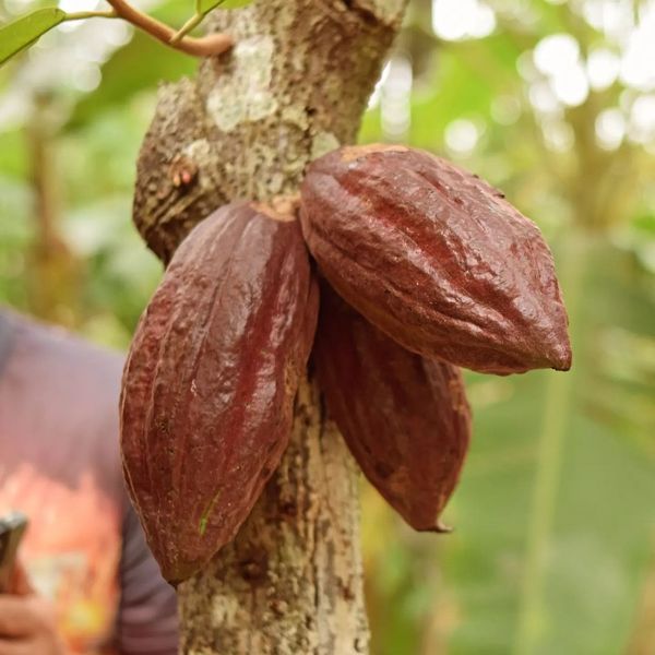 Venezuela F2 Second Fine Industrial use Cocoa Beans from Venezuela supplied by Rakupie GK Japan - Whole Cocoa Bean