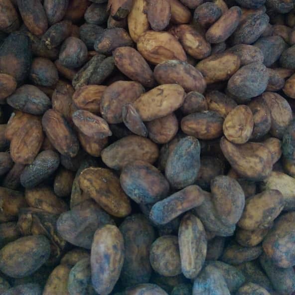 Cocoa beans from Uganda supplied by Kalvic Commodities Limited - Whole Cocoa Bean