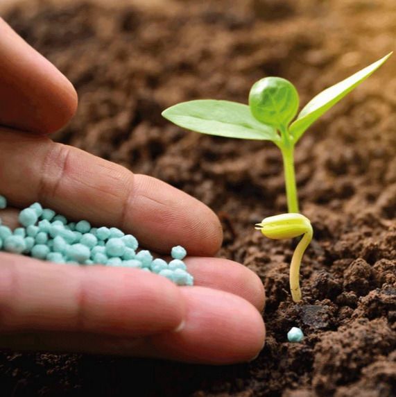 Fertilizers from 카자흐스탄 supplied by LLC "YUGRANEFTEPRODUKT" - 석류 씨