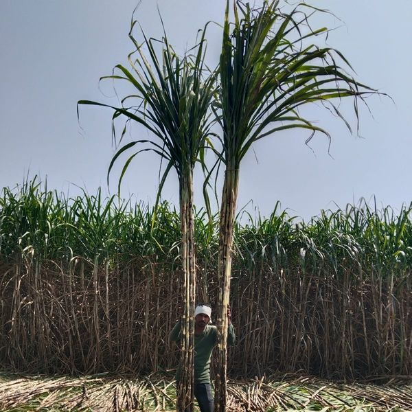 Sugarcane from 인도 supplied by jay-maharashtra-sugarcane-enterprise - Fresh (=Chilled) 사탕수수