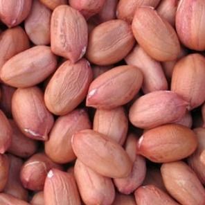 Groundnut (Peanut) from 가나 supplied by Sommalife - Raw (=Natural) 땅콩 알맹이