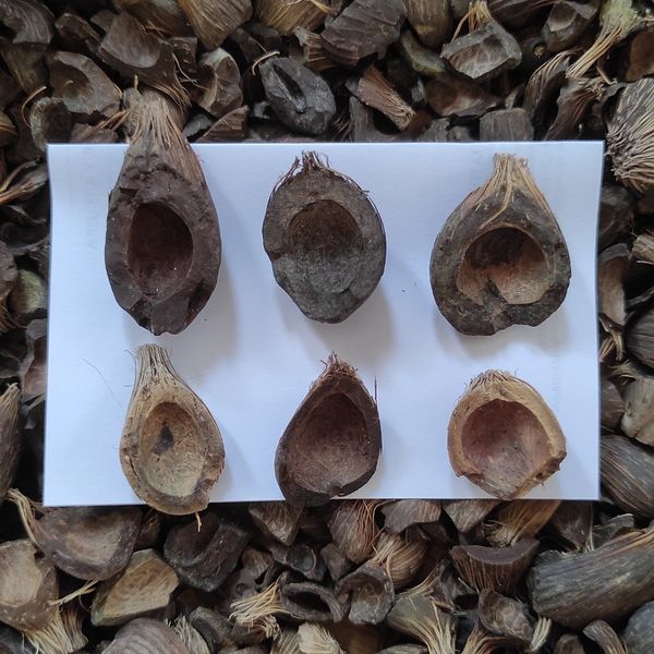Palm Kernel Shell from 인도네시아 supplied by PT Bumi Hortinesia Lestari - Non-GMO 팜핵 껍질