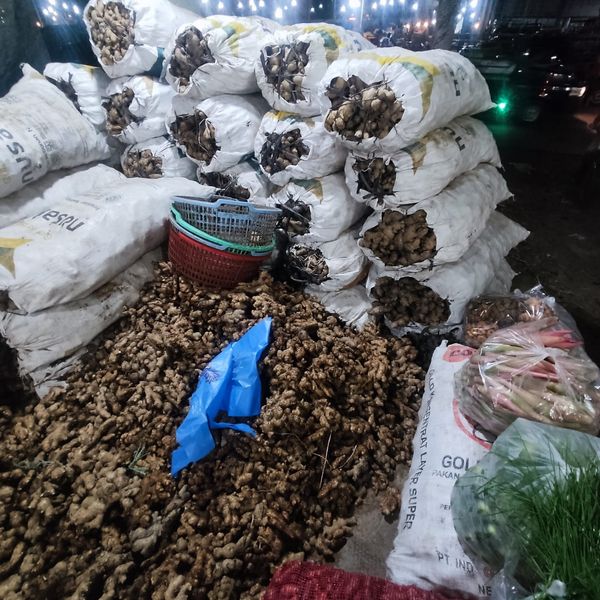 Fresh Ginger from Indonesia supplied by PT. Central Kencana Trindo - Average Quality Whole Ginger