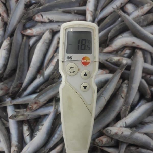 frozen anchovy from 모로코 supplied by Africa fishing indystry - 냉동 멸치