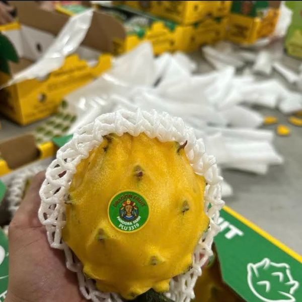 Yellow pitahaya from 에콰도르 supplied by Pandora Farm - Yellow Flesh 신선 용과