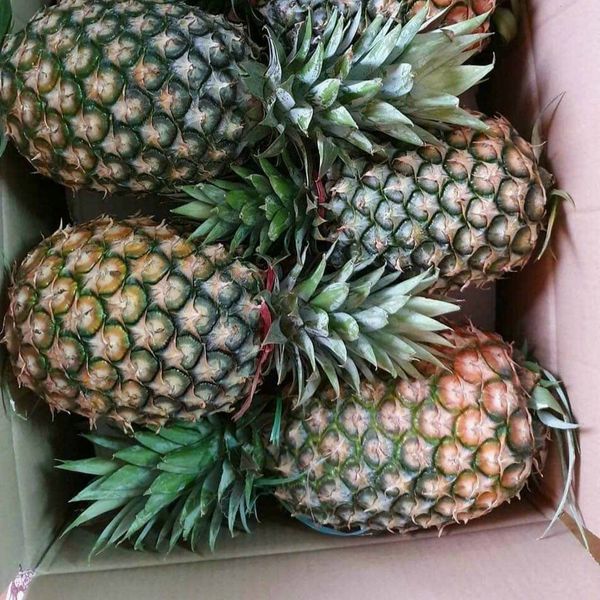 Pineapple from Vietnam supplied by TTB Import Export Co.,Ltd - Fresh Pineapple