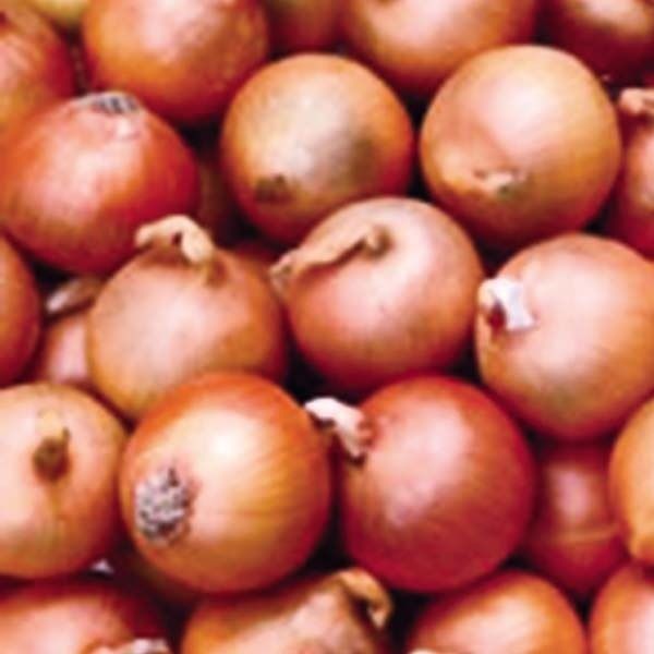 MYANMAR ONIONS & SHALLOTS from 미얀마 [버마] supplied by Rosanna Company Limited - Very Good 신선 양파