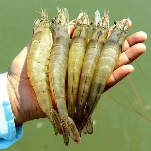 Vennamai from 인도 supplied by BALESHWAR SEAFOODS EXPORTS LIMITED - 지수식(Pond) 냉동 새우