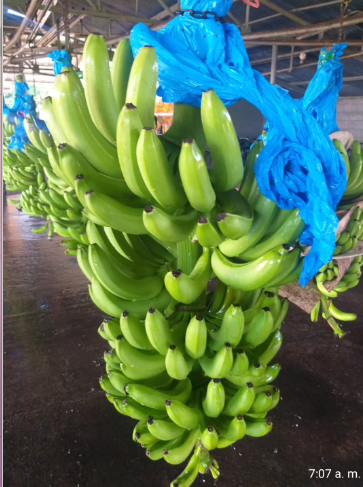 Banana Cavendish from 코스타리카 supplied by GUANTES DE ORO SA. - 프리미엄 1등급 신선 바나나