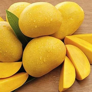 HIGH QUALITY CAT CHU VIETNAM MANGO IN VIETNAM COMPETITIVE PRICE 2024 from Vietnam supplied by NAM VAN LONG CO.,LTD. HCM CITY, VIET NAM - Fresh Mango
