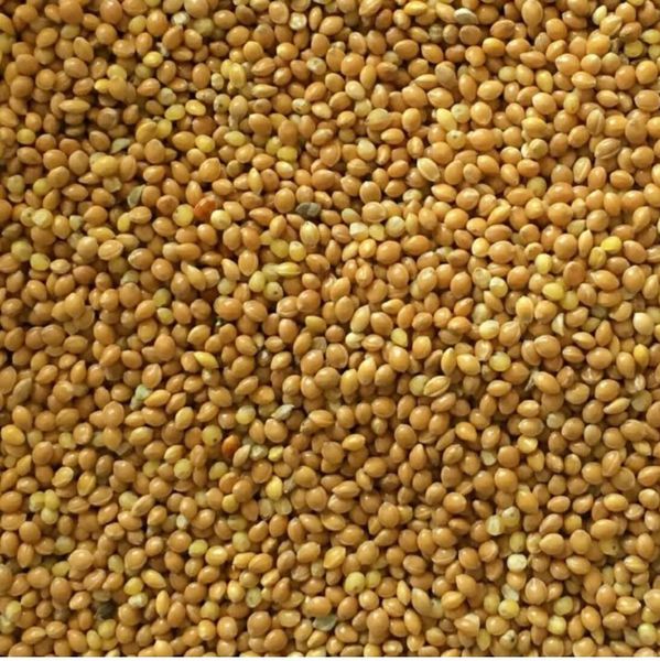 Yellow millet from 우크라이나 supplied by Agro Grains - Large 밀레 가루