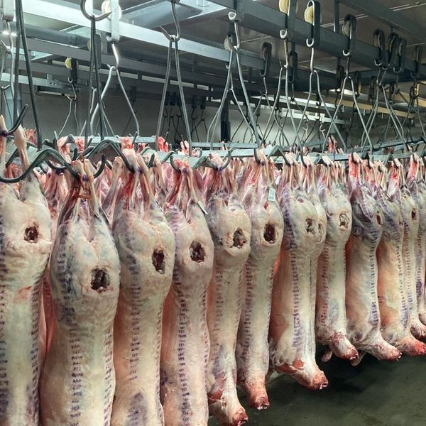 Fresh Lamb from 남아프리카공화국 supplied by Rainbow Export - A2 양고기