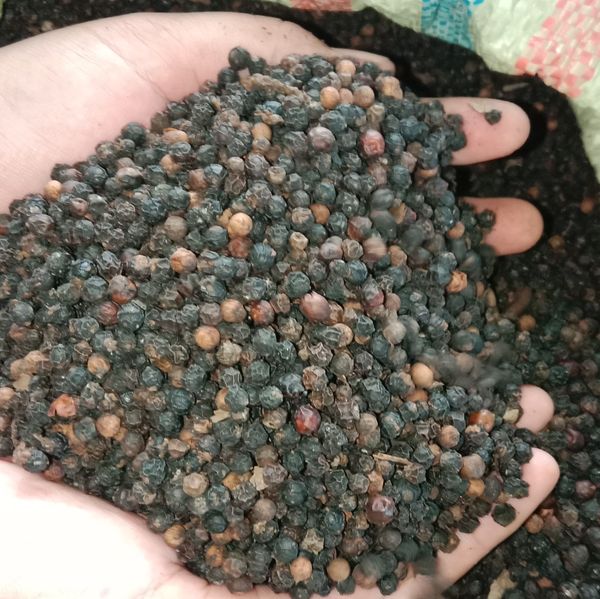 Black Pepper from Indonesia supplied by PT. Niyara Arsa Danadyaksa - 500g/l Whole Black Peppercorn